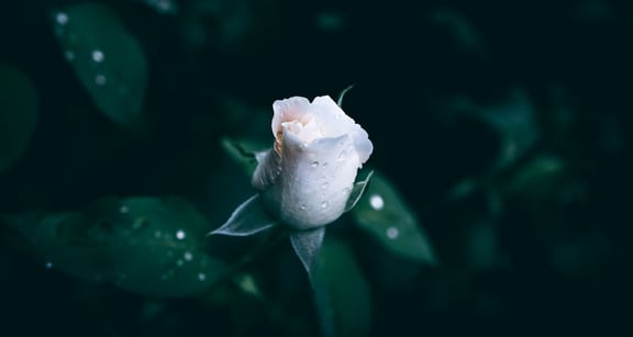 Nipping Crises in the Bud: The Power of Issues Management