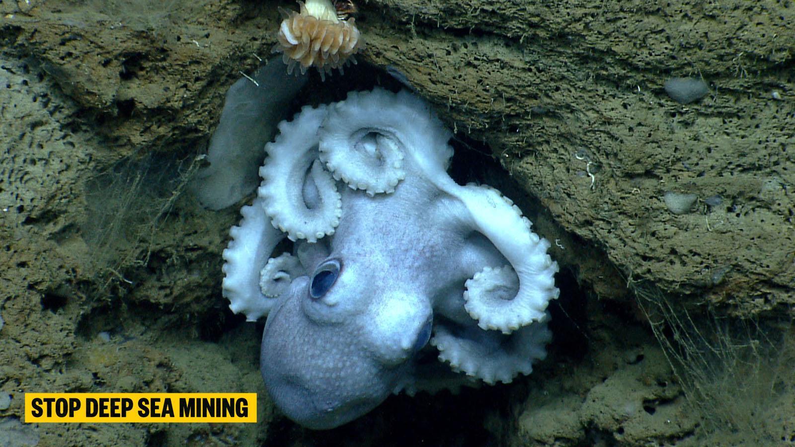 Protecting the deep sea with Blue Marine Foundation: turning digital advocacy into government action