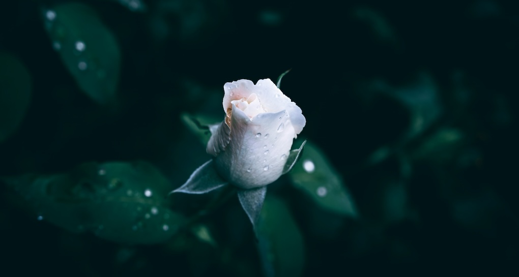 Nipping Crises in the Bud: The Power of Issues Management
